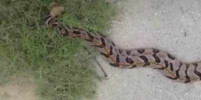 Syracuse snake